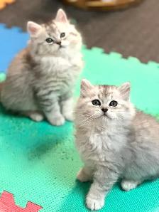 Chatons Himalayen-Persan - Photo 7