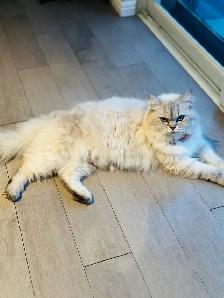 Chatons Himalayen-Persan - Photo 8