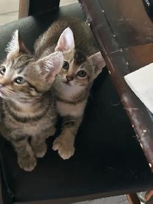 chaton highland lynx - Photo 2
