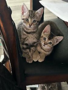 chaton highland lynx - Photo 4