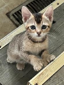 chaton highland lynx - Photo 5