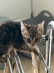 chaton highland lynx - Photo 6