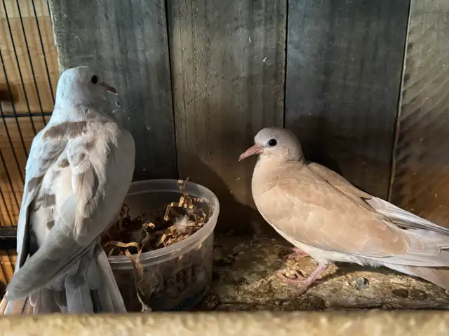 Beautiful ring neck Doves For sale