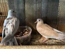 Beautiful ring neck Doves For sale