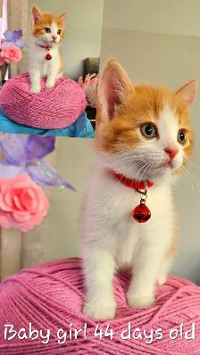 Ginger Kittens and Mama Cat - Photo 2