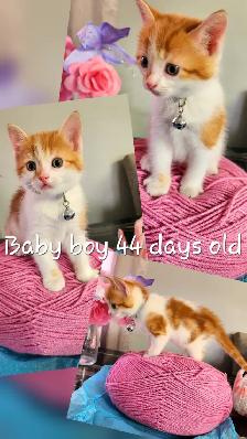 Ginger Kittens and Mama Cat - Photo 4