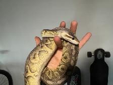 Ball Pythons