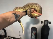 Ball Pythons - Photo 2
