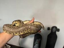 Ball Pythons - Photo 3