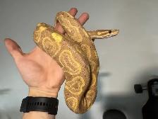Ball Pythons - Photo 4