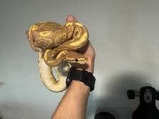 Ball Pythons - Photo 5