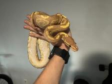 Ball Pythons - Photo 6