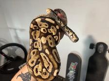 Ball Pythons - Photo 7