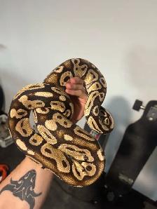 Ball Pythons - Photo 8