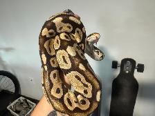 Ball Pythons - Photo 9