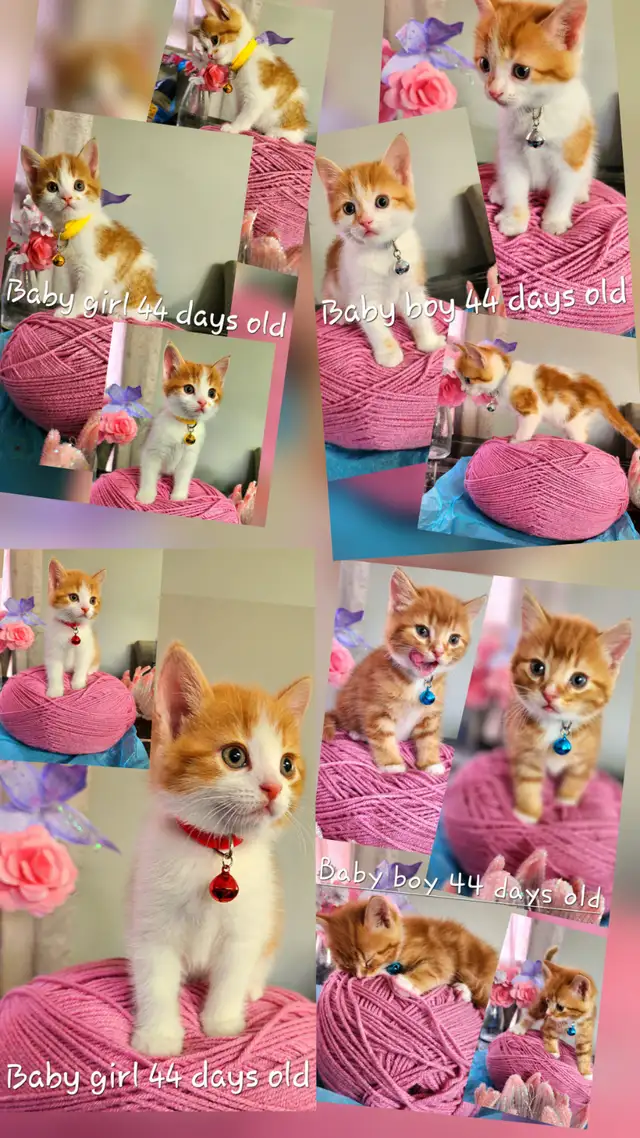 Ginger Kittens and Mama Cat