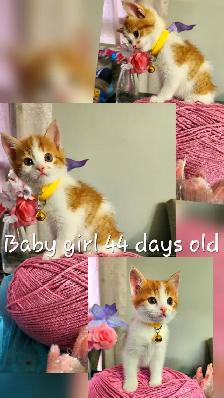Ginger Kittens and Mama Cat - Photo 3