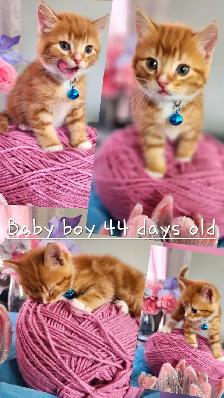 Ginger Kittens and Mama Cat - Photo 5