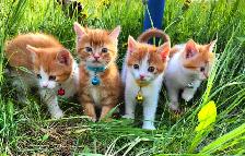 Ginger Kittens and Mama Cat - Photo 6