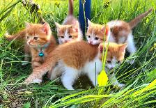 Ginger Kittens and Mama Cat - Photo 7