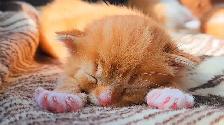 Ginger Kittens and Mama Cat - Photo 8