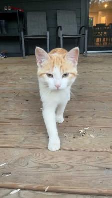 Cat for sale!