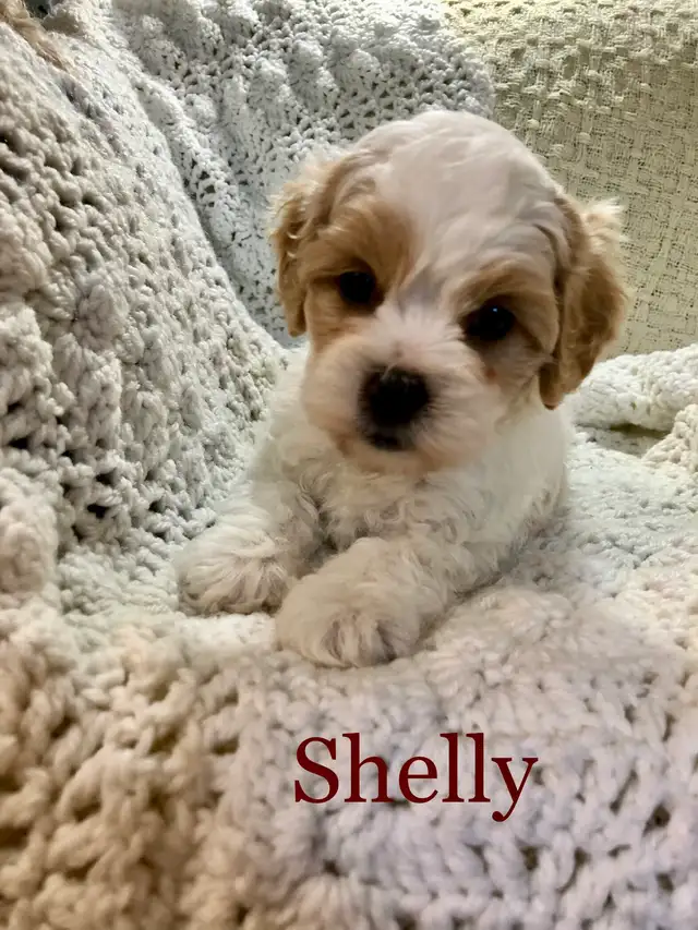 Shih tzu/ Mini Poodle