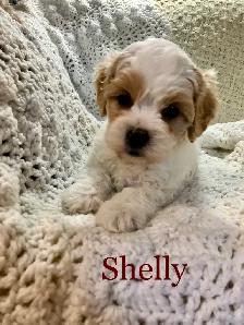 Shih tzu/ Mini Poodle