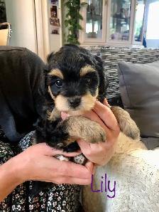 Shih tzu/ Mini Poodle - Photo 2