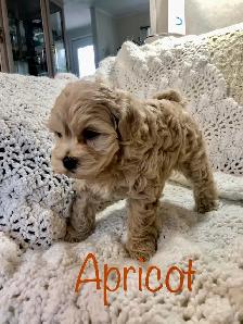Shih tzu/ Mini Poodle - Photo 3