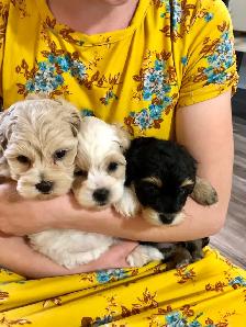 Shih tzu/ Mini Poodle - Photo 4