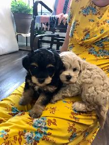 Shih tzu/ Mini Poodle - Photo 5
