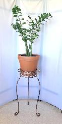 ZZ PLANT   STAND - Photo 2