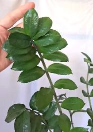 ZZ PLANT   STAND - Photo 8