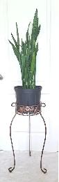 SNAKE PLANT   STAND - Photo 2