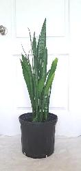 SNAKE PLANT   STAND - Photo 4