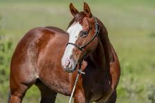 HORSE FOR SALE