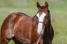 HORSE FOR SALE - Photo 2