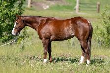 HORSE FOR SALE - Photo 3