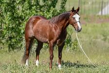 HORSE FOR SALE - Photo 4