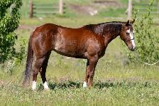 HORSE FOR SALE - Photo 5