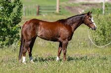 HORSE FOR SALE - Photo 6