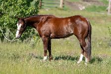 HORSE FOR SALE - Photo 7