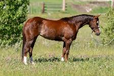 HORSE FOR SALE - Photo 10