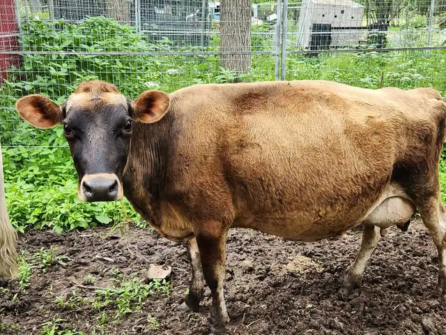 Small Jersey Cow