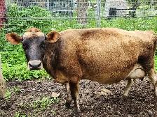 Small Jersey Cow