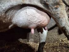 Small Jersey Cow - Photo 2