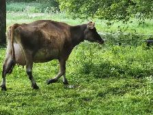 Small Jersey Cow - Photo 3