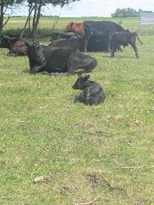Wagyu x Holstien