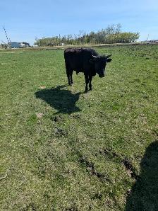 Wagyu x Holstien - Photo 2